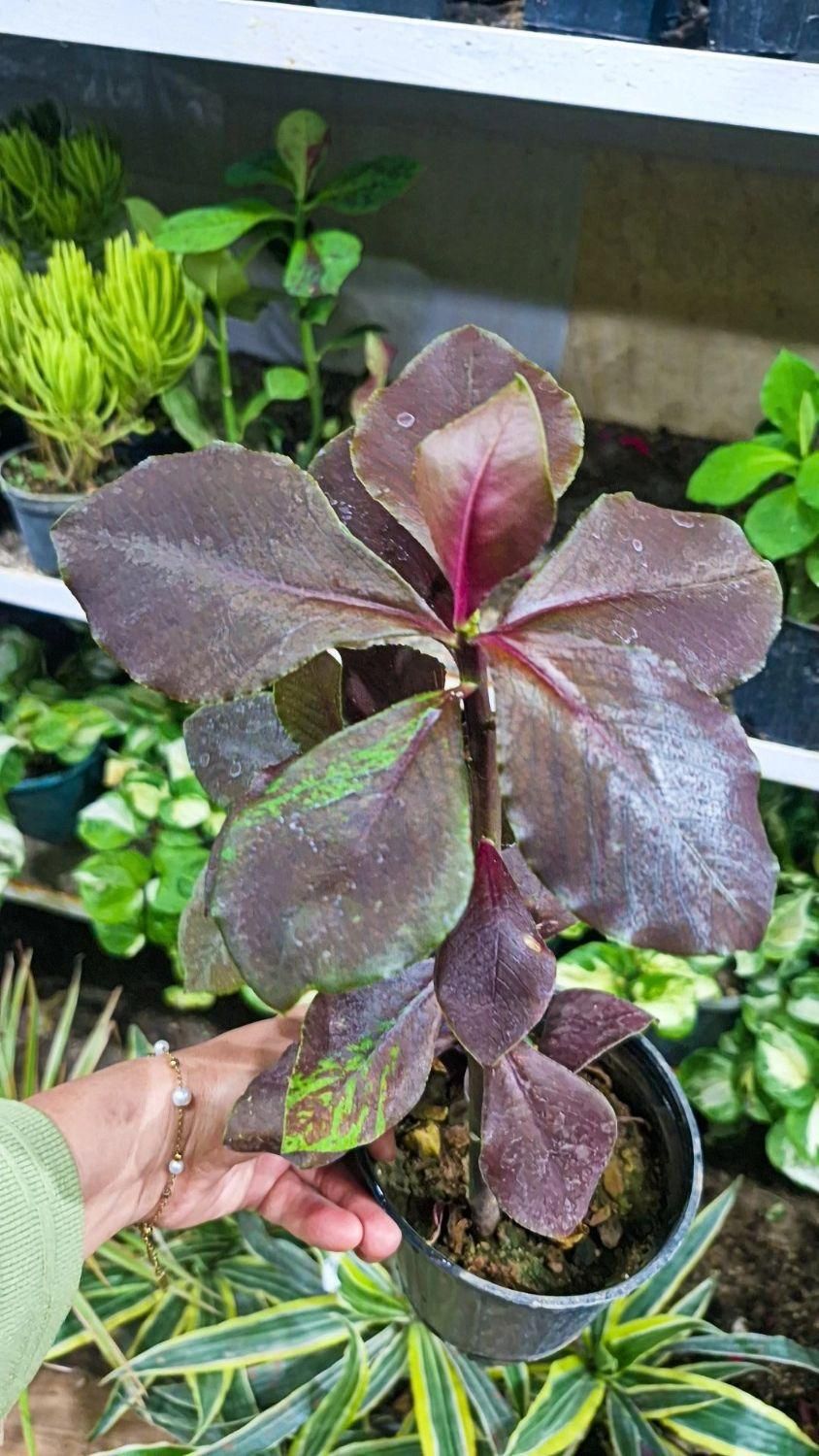 گل فردوس|گل و گیاه طبیعی|بیرجند, |دیوار