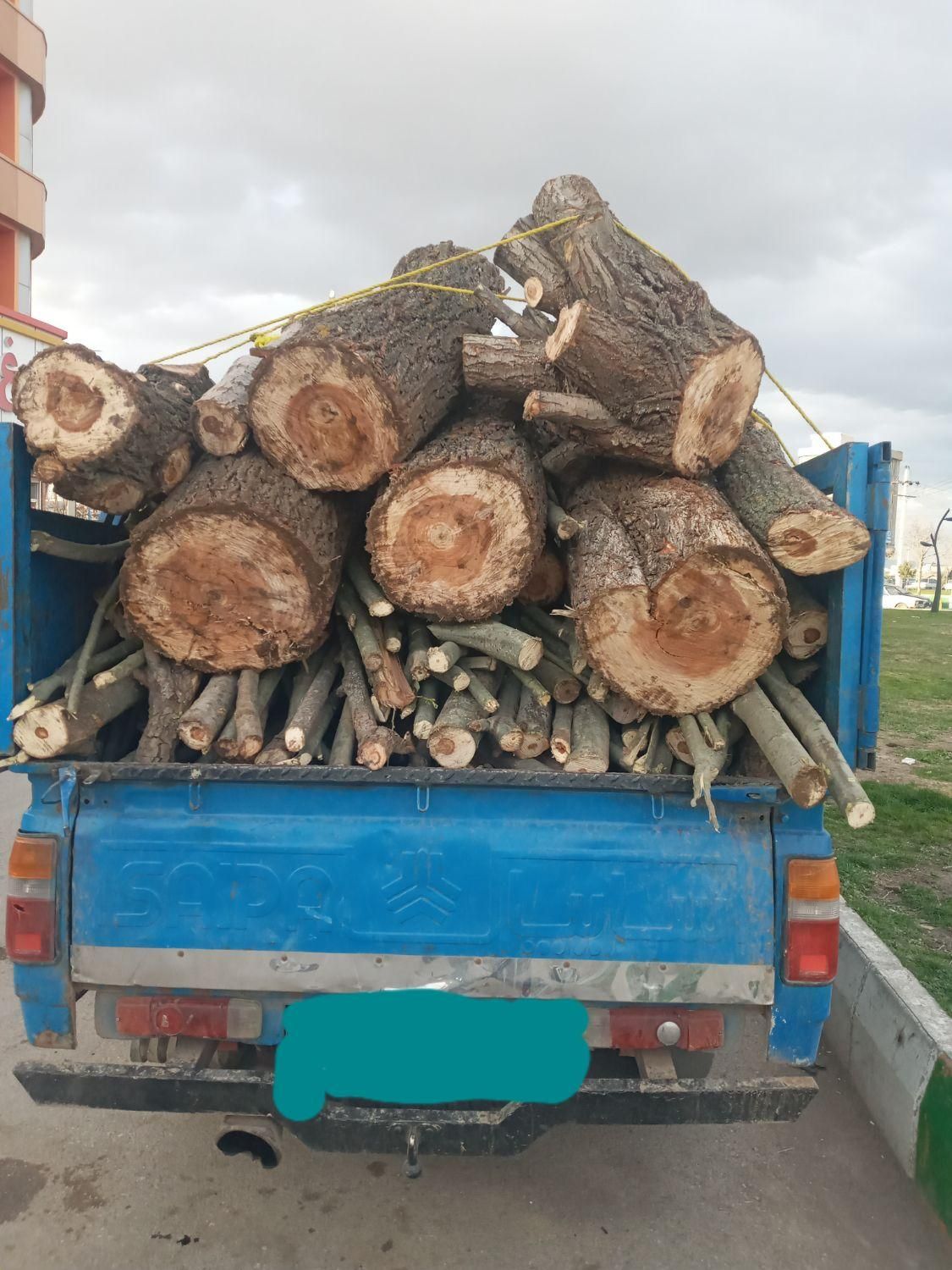 اغاج الیام سوید قلمه درخت چوب|خدمات باغبانی و درختکاری|اردبیل, |دیوار