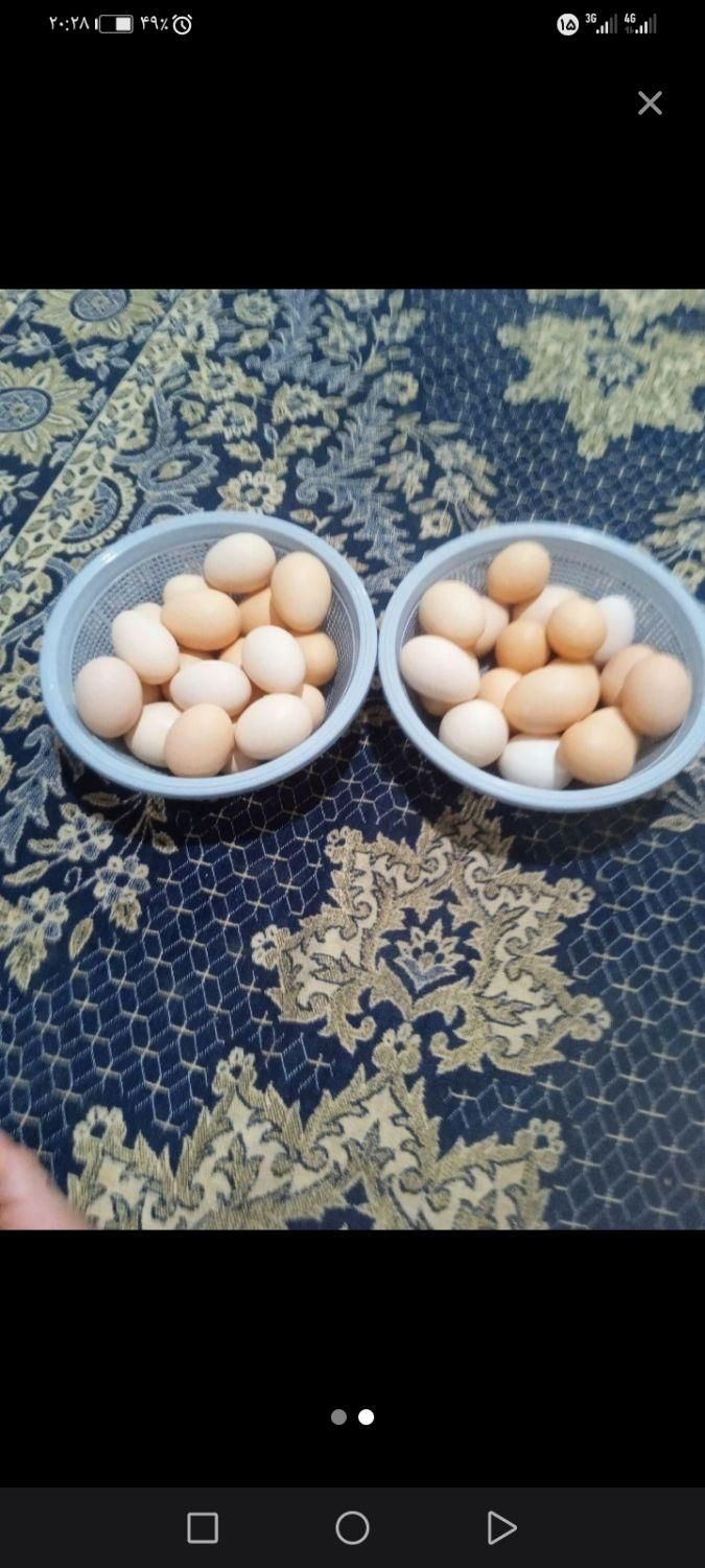 سلام نمونه تخم مرغ ها همینه که هست|خوردنی و آشامیدنی|تربت جام, میان جام|دیوار