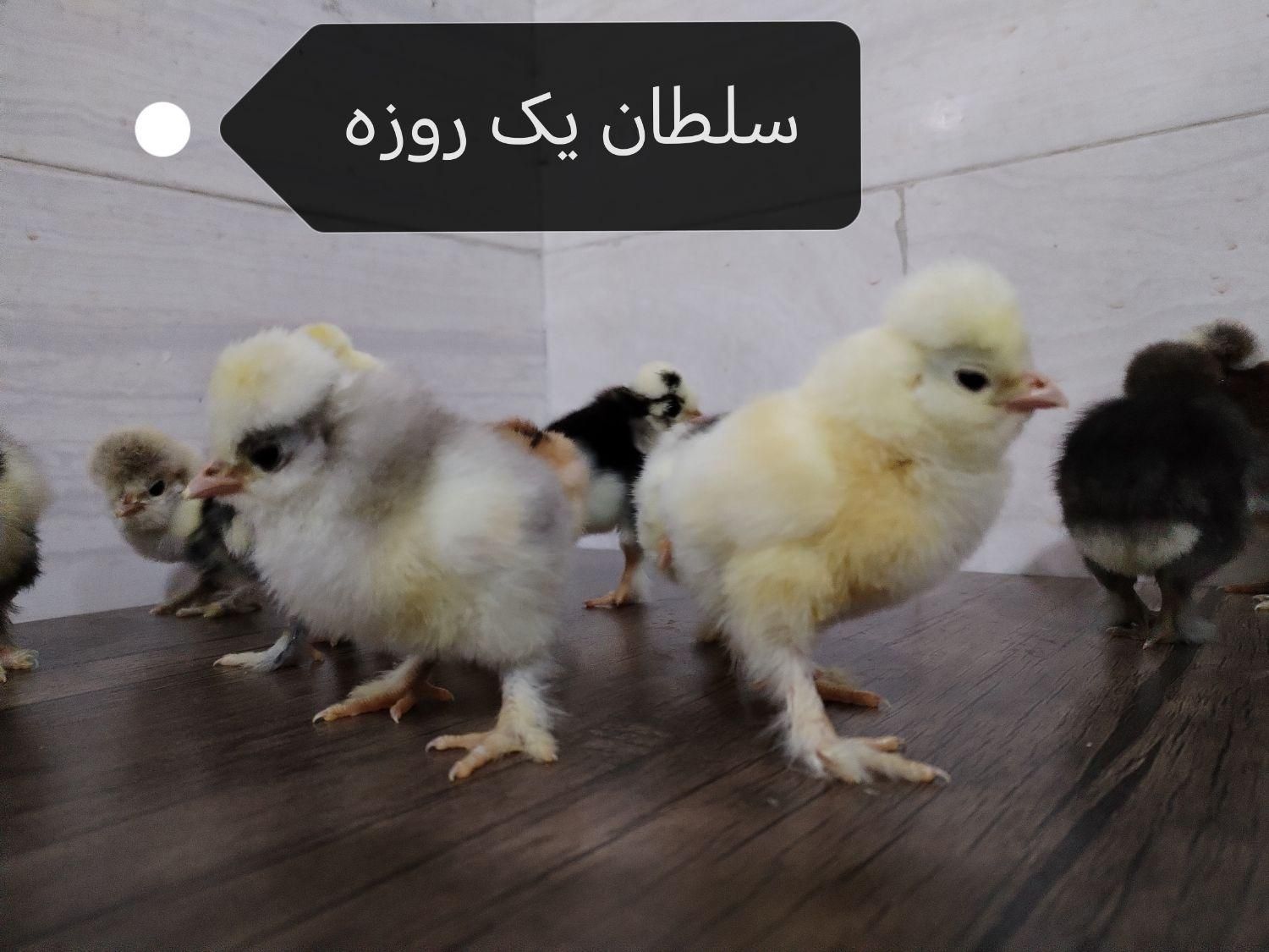 جوجه زینتی+ نژاد خاص و خالص|حیوانات مزرعه|قم, شاه ابراهیم|دیوار