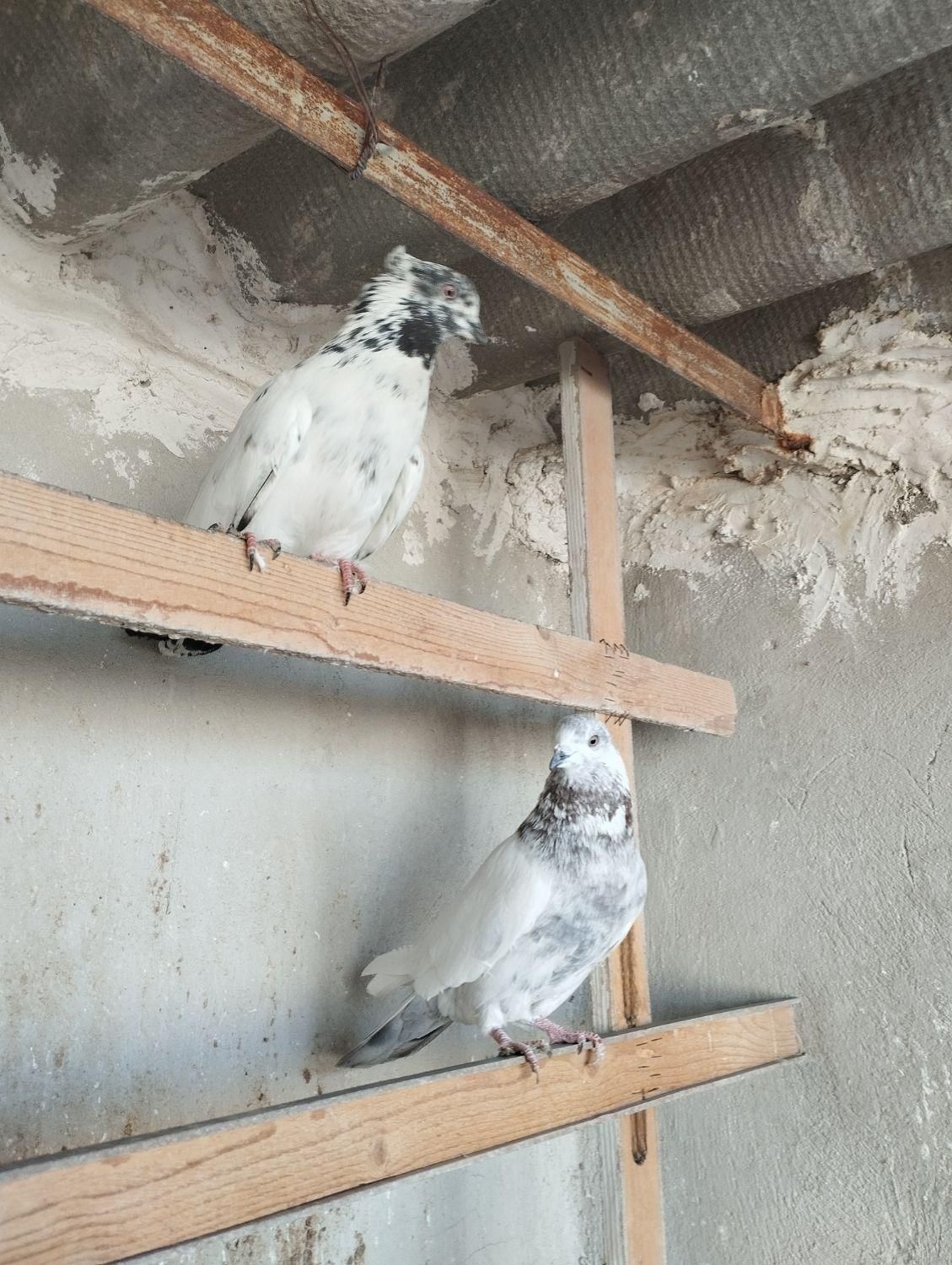 کفتر|پرنده|گلستان (تهران), |دیوار