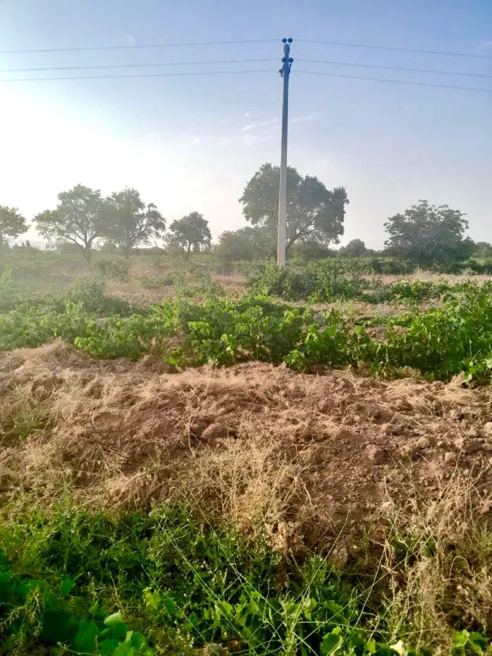 ۲۳۰۰ متر باغ انگور بارده بهر خیابان اصلی باغ|فروش دفتر صنعتی، کشاورزی، تجاری|کرج, کوی کارمندان شمالی|دیوار
