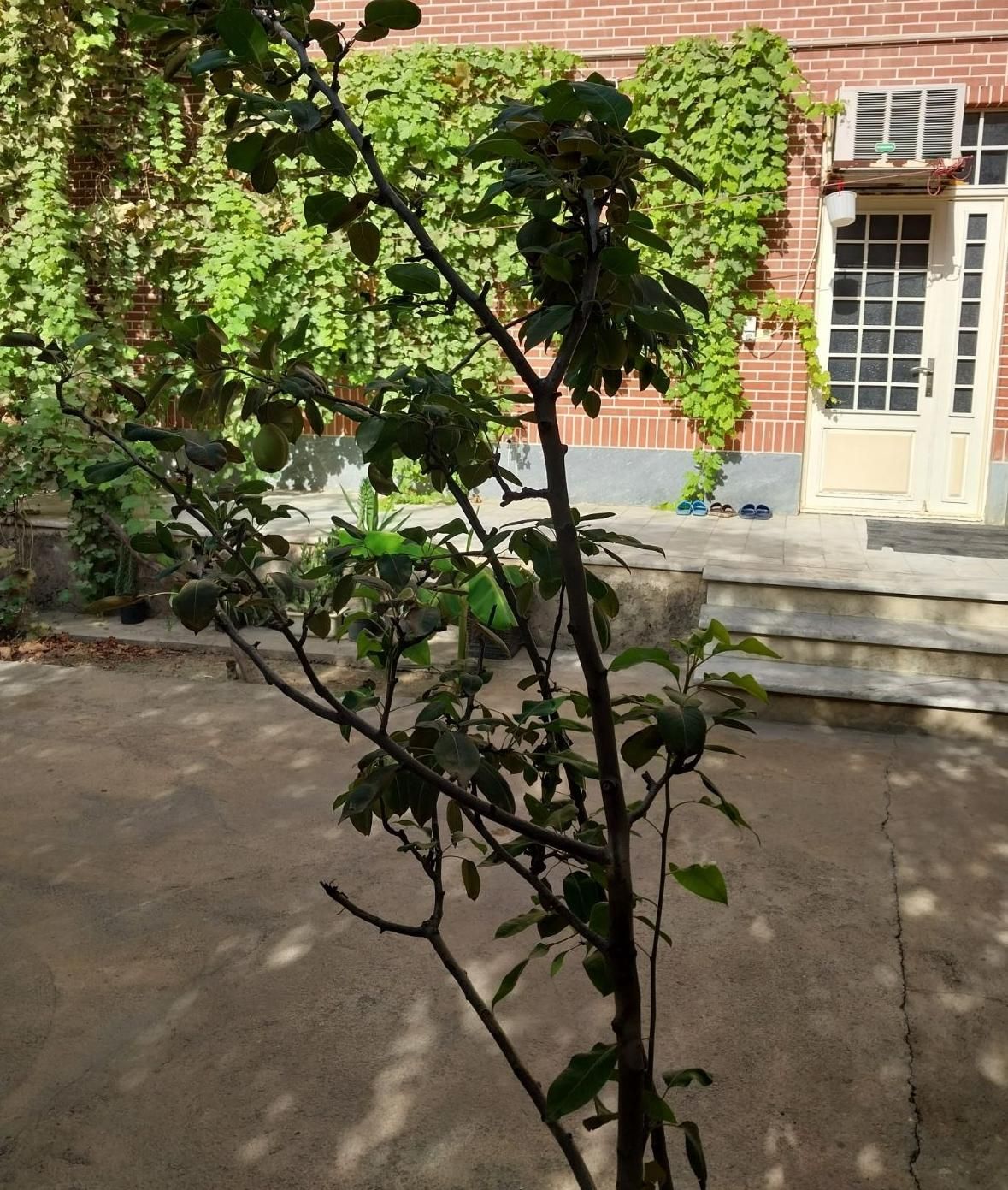 سوییت روزانه وکوتاه مدت|اجارهٔ کوتاه‌مدت آپارتمان و سوئیت|گنبد کاووس, |دیوار