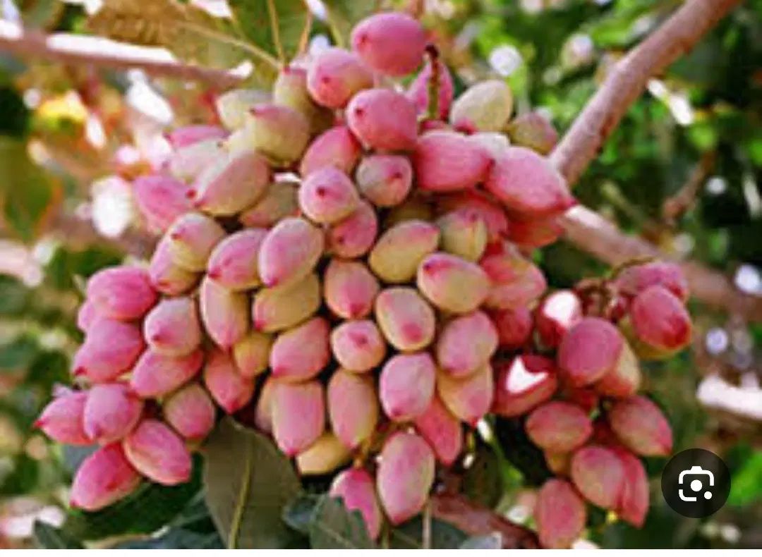 اجاره زمین پسته ای خرید پسته کال و رسیده نقدن|خدمات باغبانی و درختکاری|زرند, |دیوار