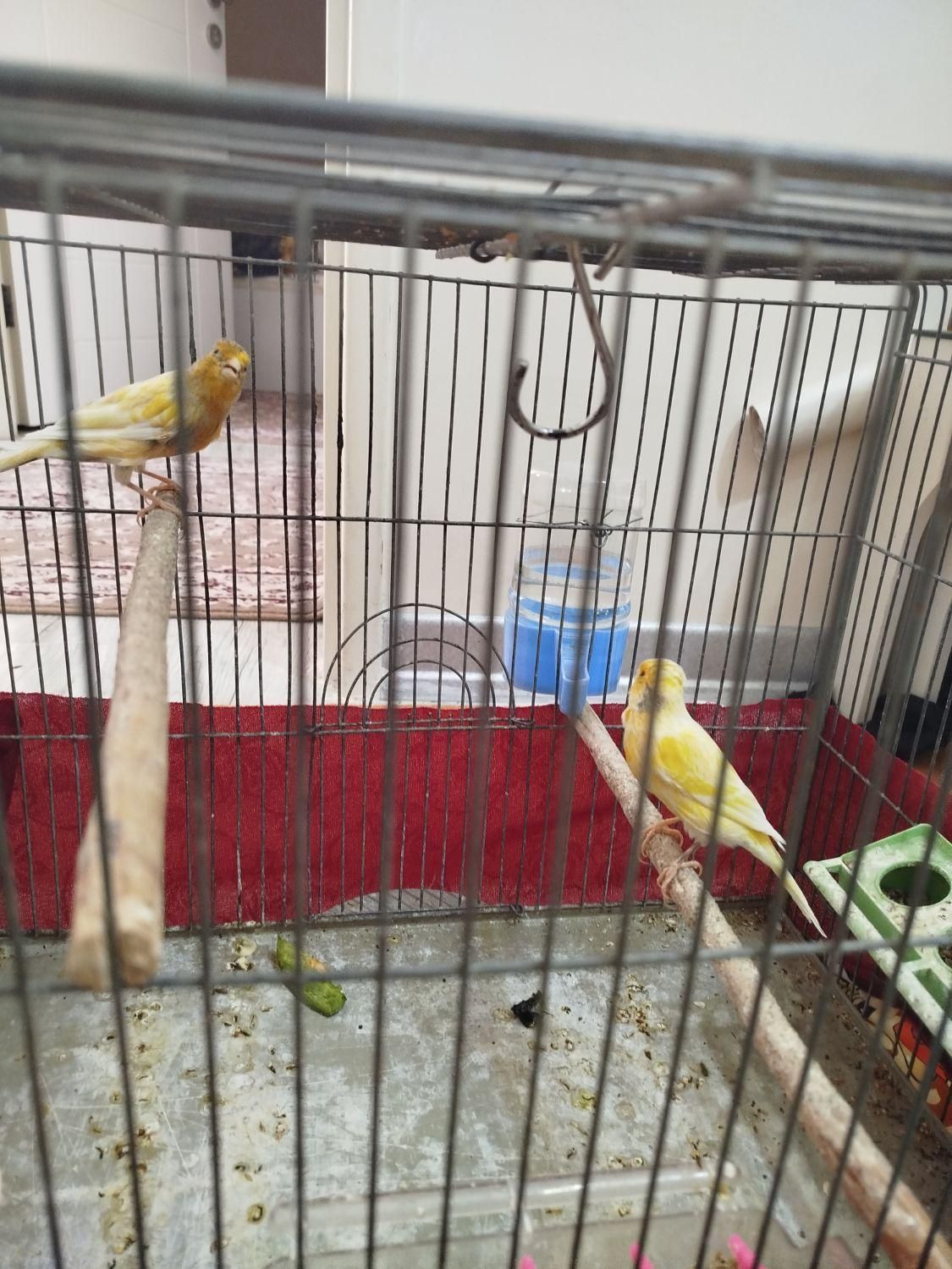 یک جفت قناری نروماده سالم وسرحال|پرنده|شاهین‌شهر, فردوسی|دیوار