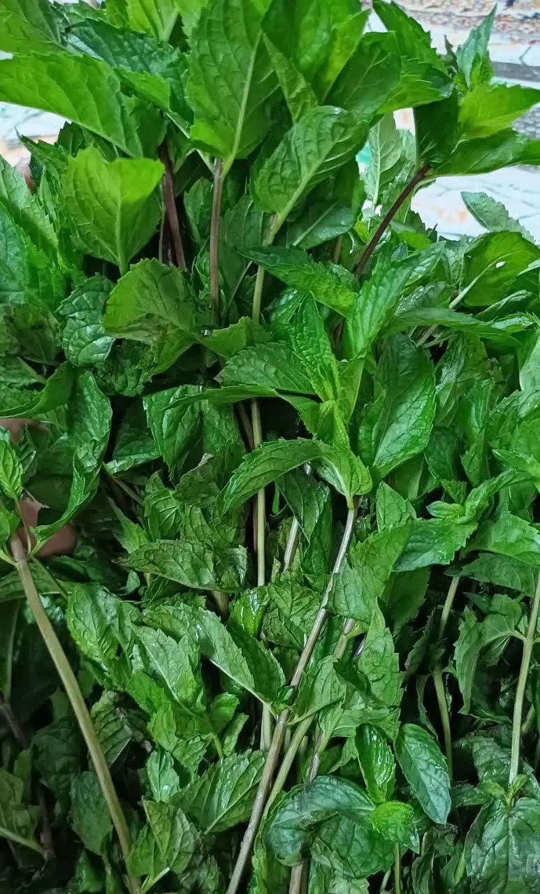 نعناع تر و تازه|خوردنی و آشامیدنی|اصفهان, راران|دیوار