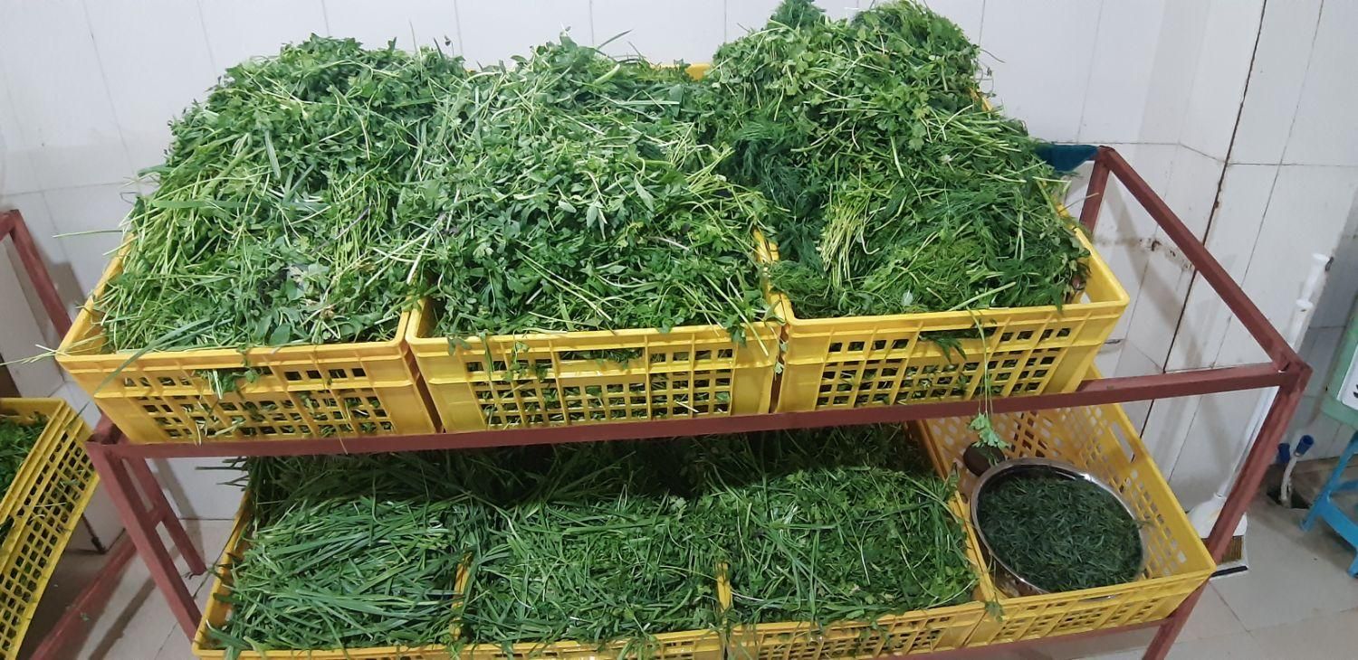 سبزی سرخ شده|خوردنی و آشامیدنی|قم, قلعه کامکار|دیوار