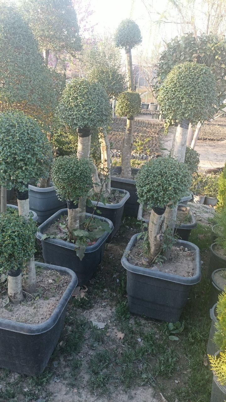 کاج ستاره ای و مورت|گل و گیاه طبیعی|کرج, ملک‌آباد|دیوار