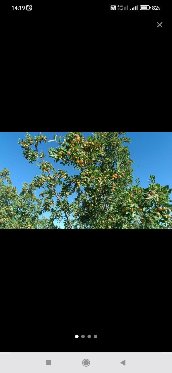 عناب تازه سبزو قرمز|خوردنی و آشامیدنی|اصفهان, رکن الدوله شرقی|دیوار
