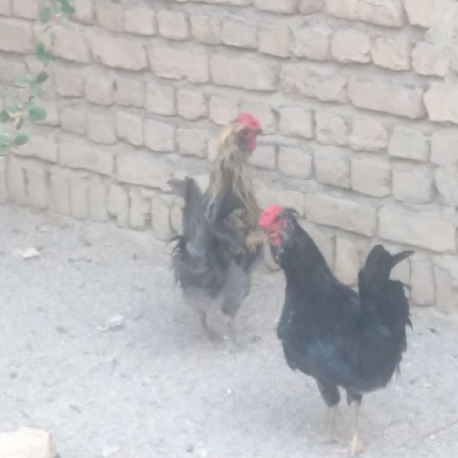 خوروس|حیوانات مزرعه|شیروان (خراسان), |دیوار