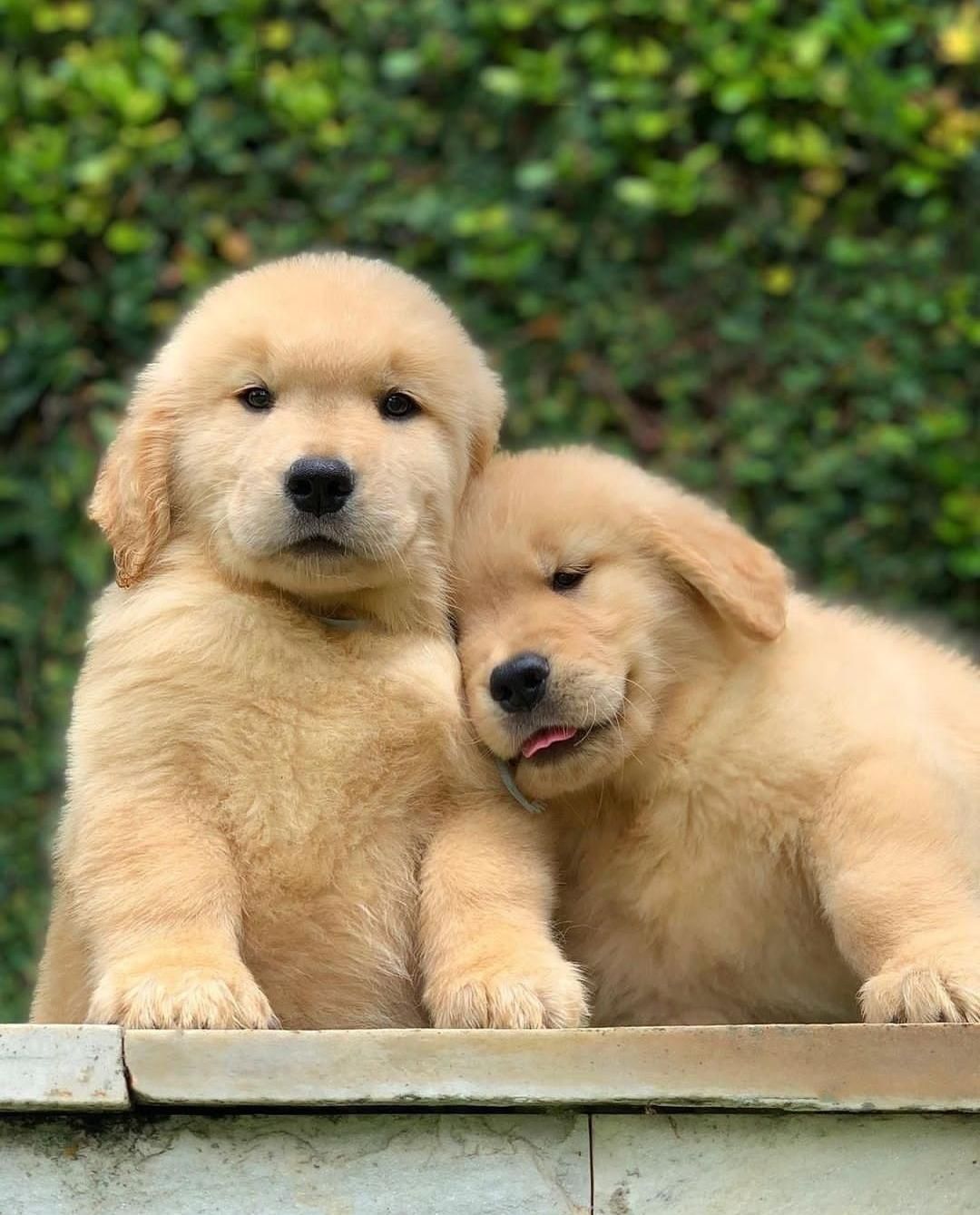 فروش توله رتریور و پرستار سگ گلدن|سگ|فردیس, |دیوار