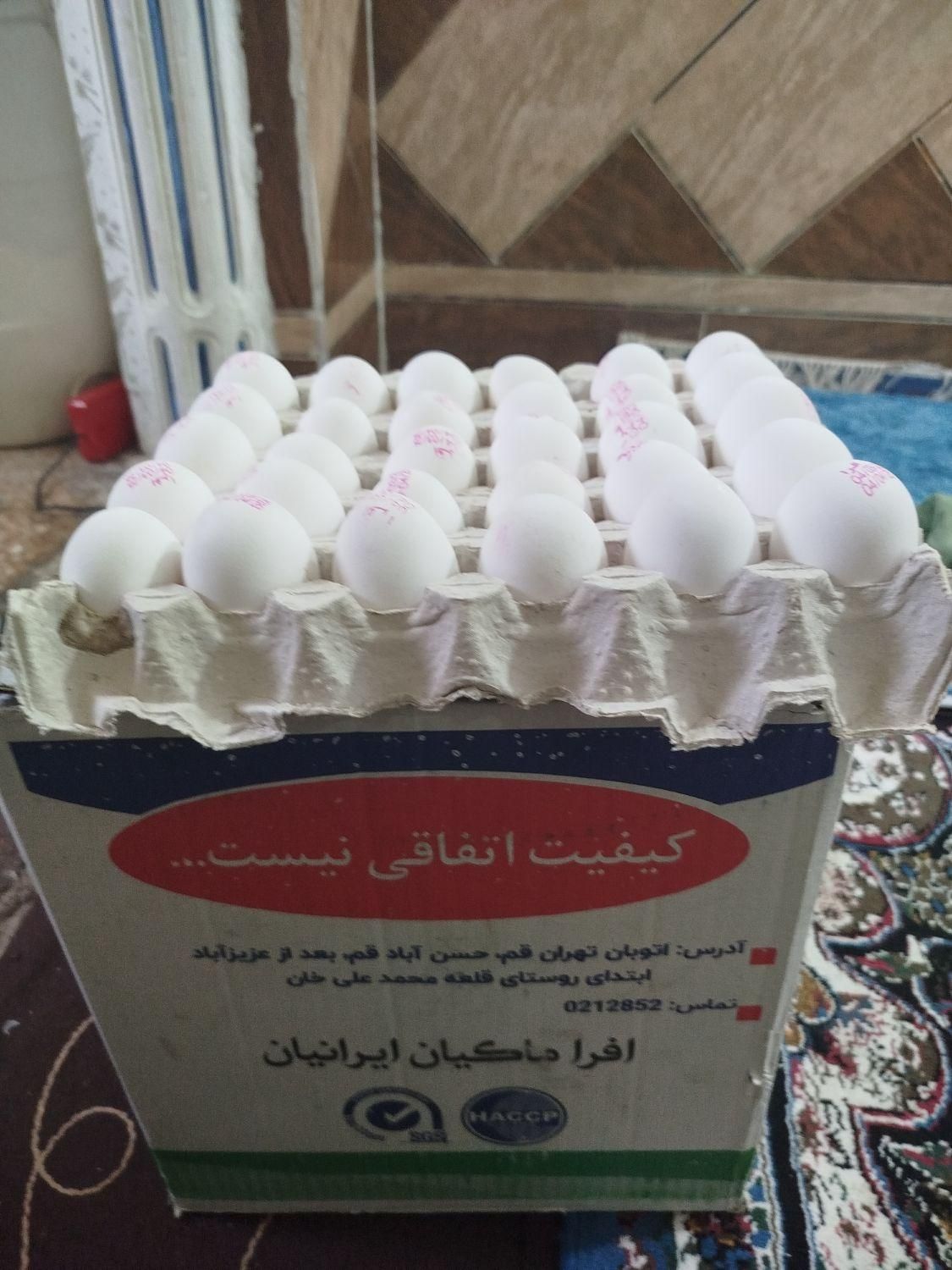 سلام دوستان تخم مرغ کارتنی عمده موجود هست|خوردنی و آشامیدنی|اهواز, کمپلو جنوبی|دیوار
