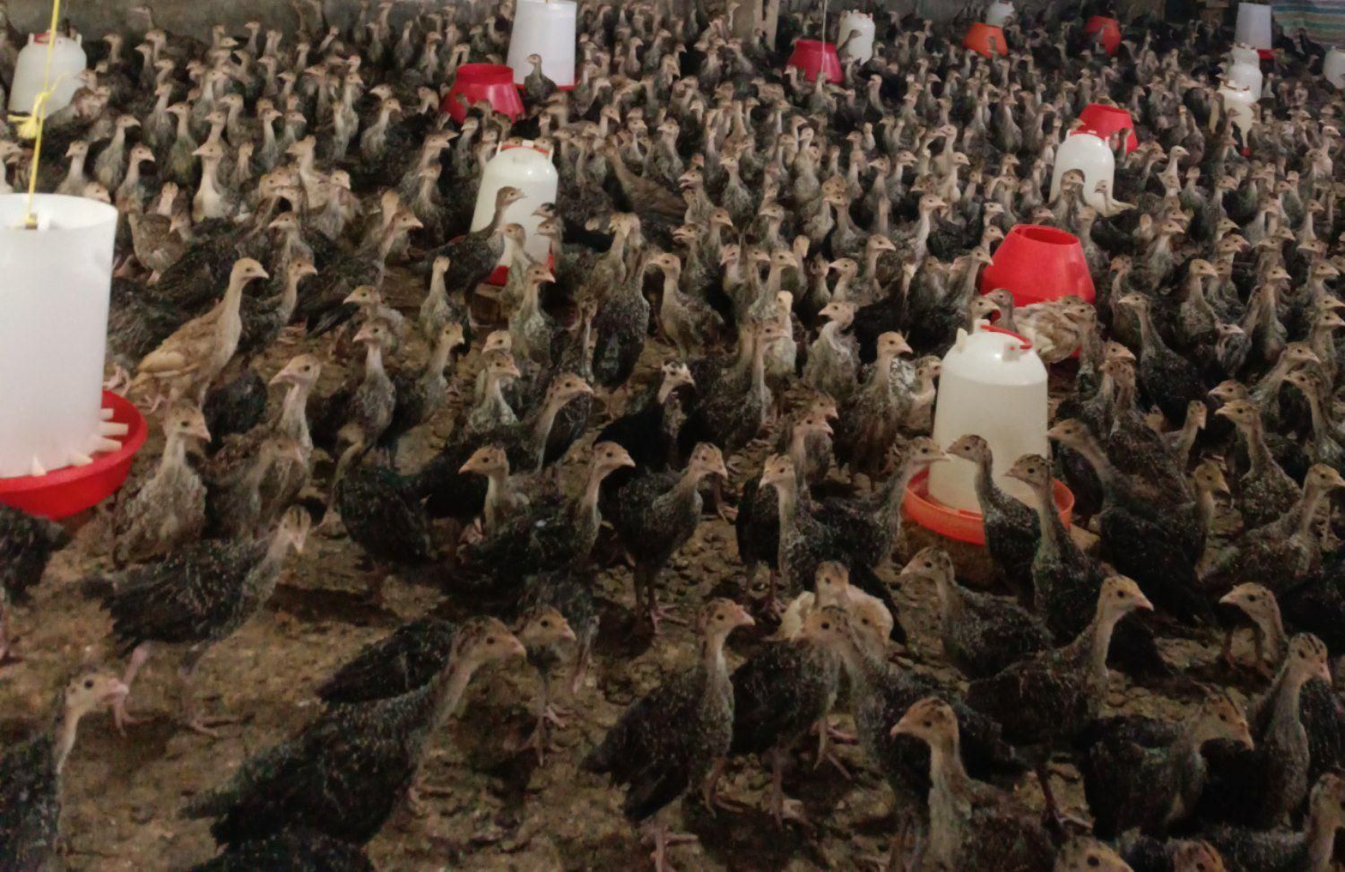 نمیچه بوقلمون یک ماه دوماه|حیوانات مزرعه|تهران, چیتگر جنوبی|دیوار