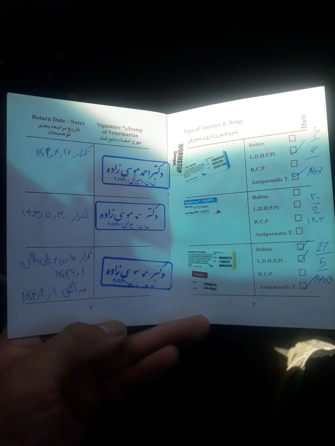 سگ ژرمن|سگ|تهران, تهرانسر شرقی|دیوار