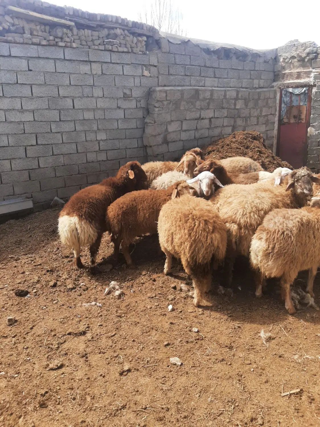 گوسفند و بره نر برای قربانی|حیوانات مزرعه|اردبیل, |دیوار