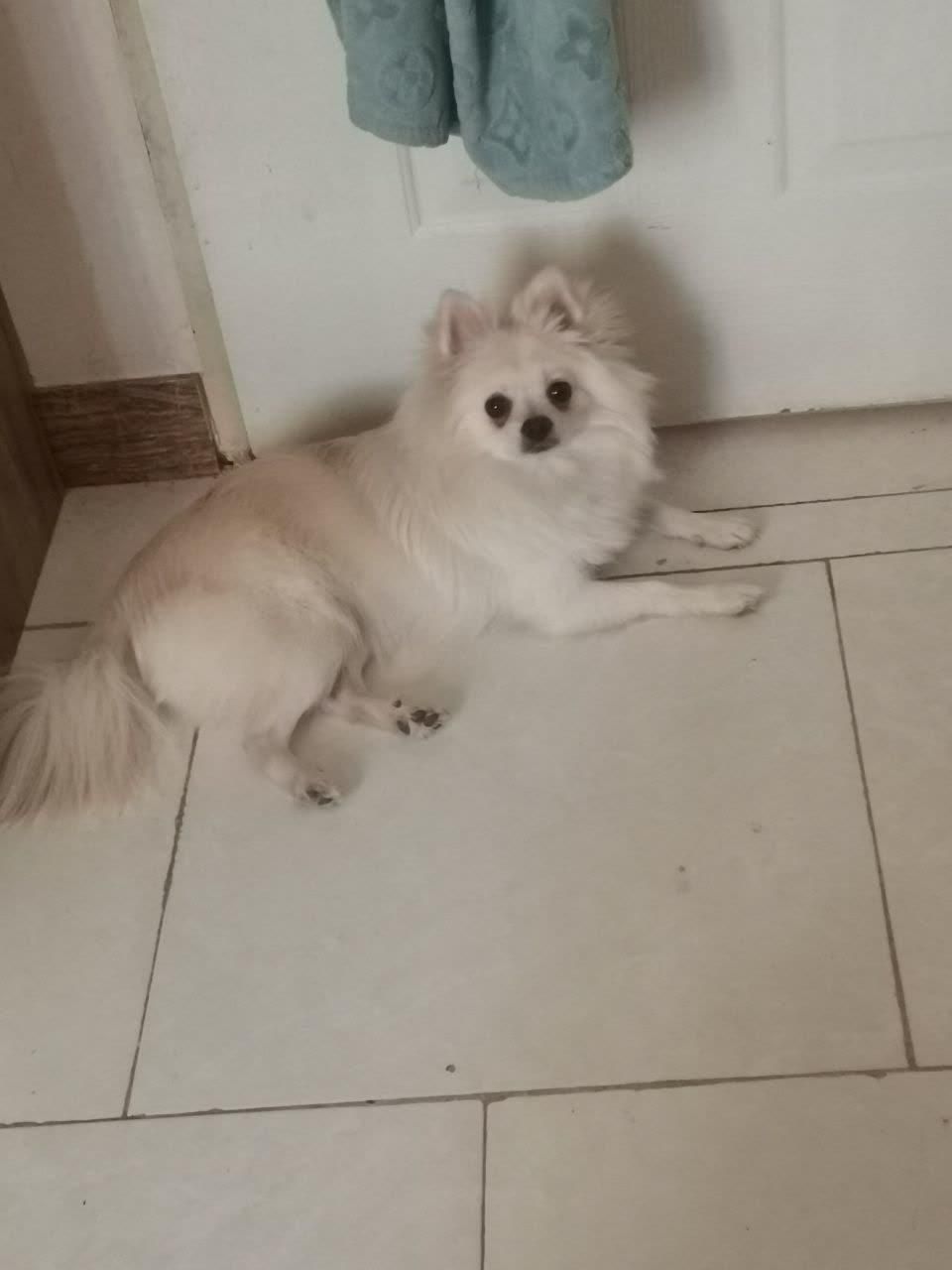 پامر سفید ماده|سگ|پرند, فاز ۲|دیوار