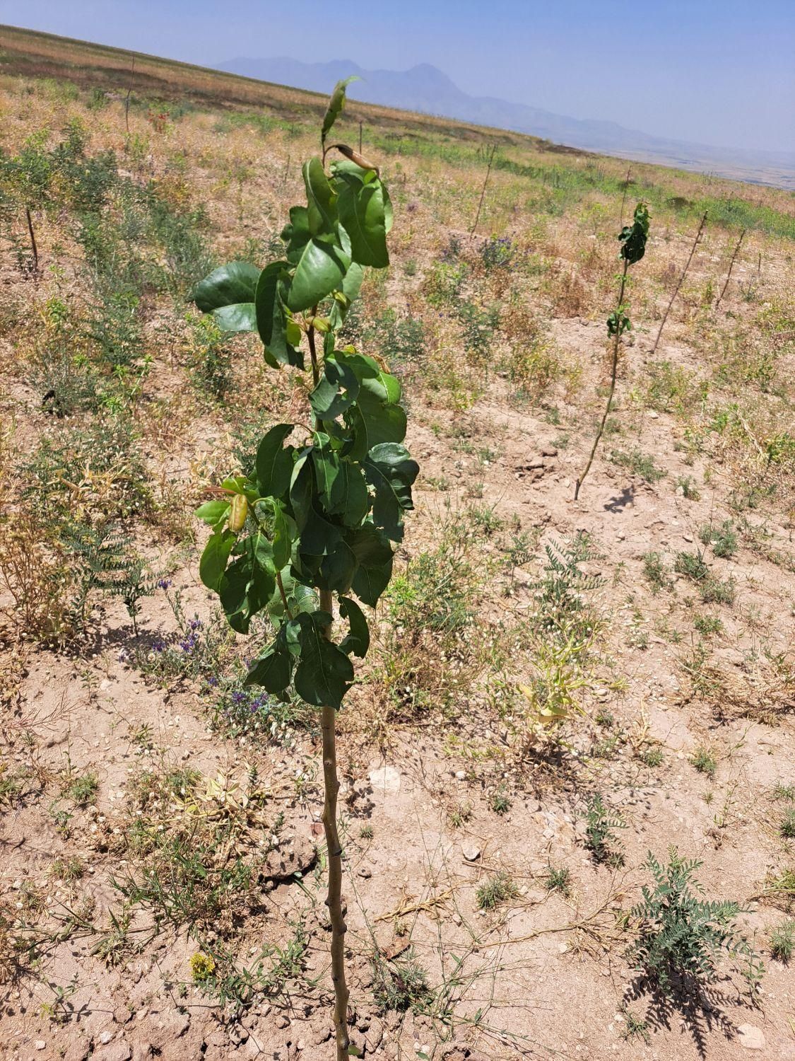 زمین باغی 2000 متری با چشمانداز کوهستان|فروش زمین و ملک کلنگی|بهار, |دیوار