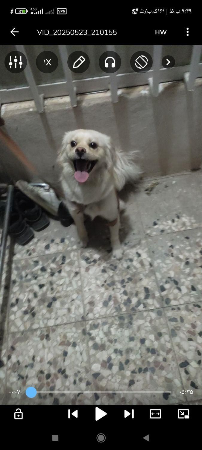 «گمشده»|حیوانات|نیشابور, هفده شهریور|دیوار