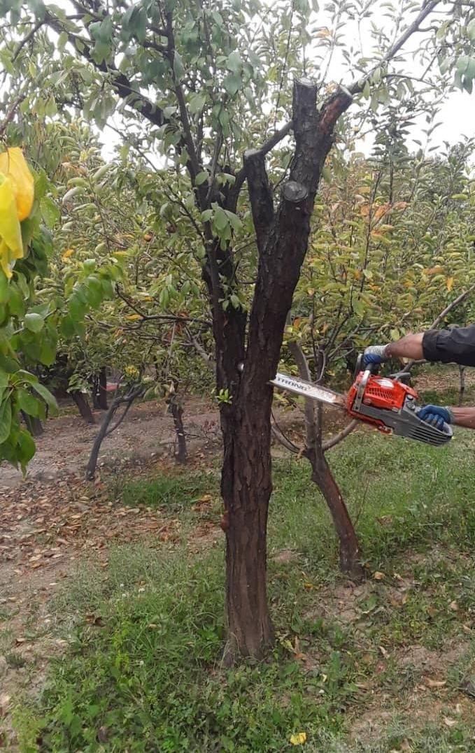 باغبانی و فضای سبز بومهن رودهن پردیس|خدمات باغبانی و درختکاری|رودهن, |دیوار