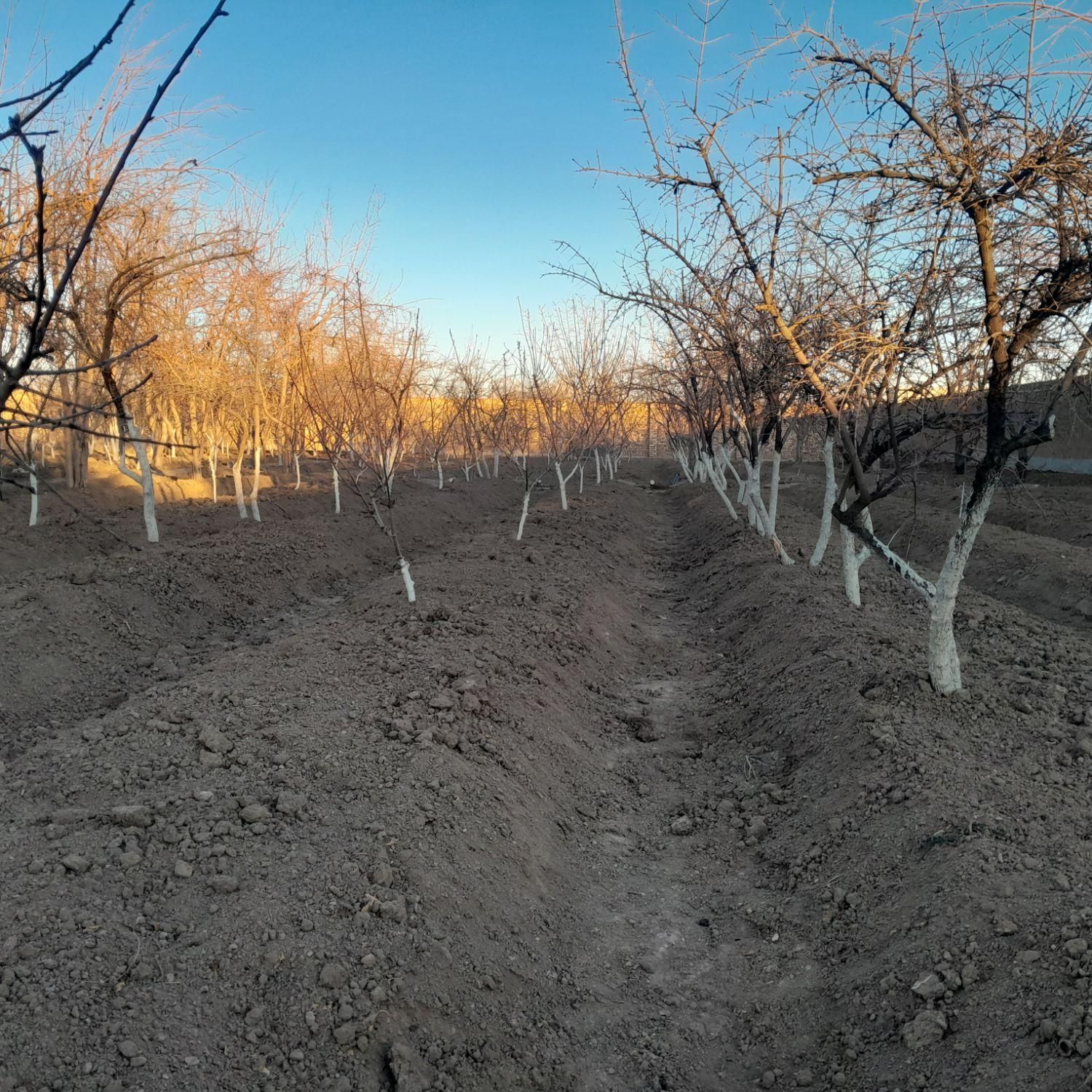 باغبانی ودرختکاری هرس نگهداری باغ|خدمات باغبانی و درختکاری|نجفآباد, ویلاشهر|دیوار