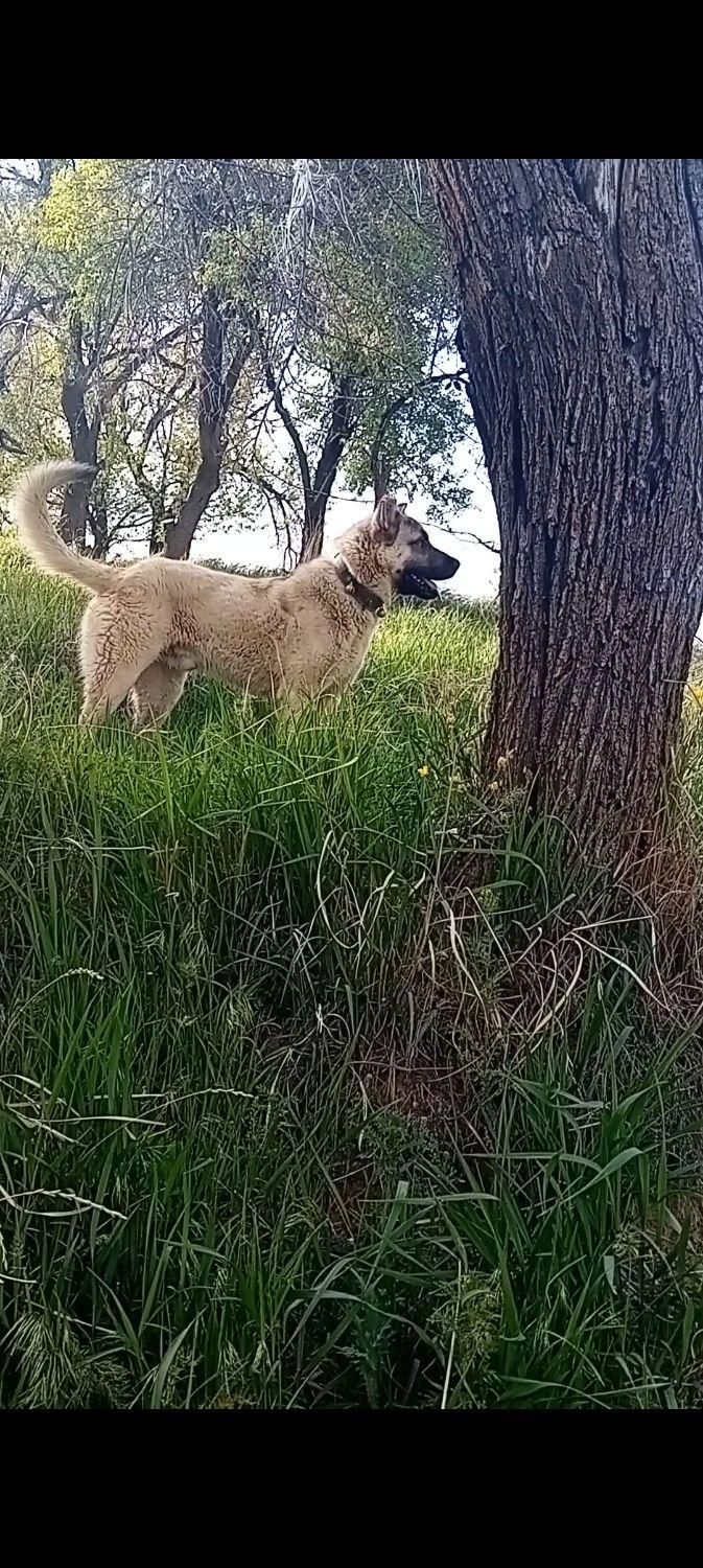 سگ سرابی|سگ|شازند, |دیوار