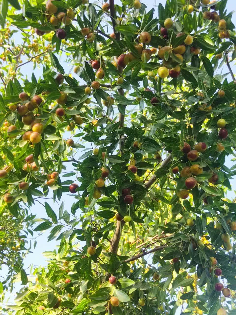 عناب تازه|خوردنی و آشامیدنی|مشهد, طرق|دیوار