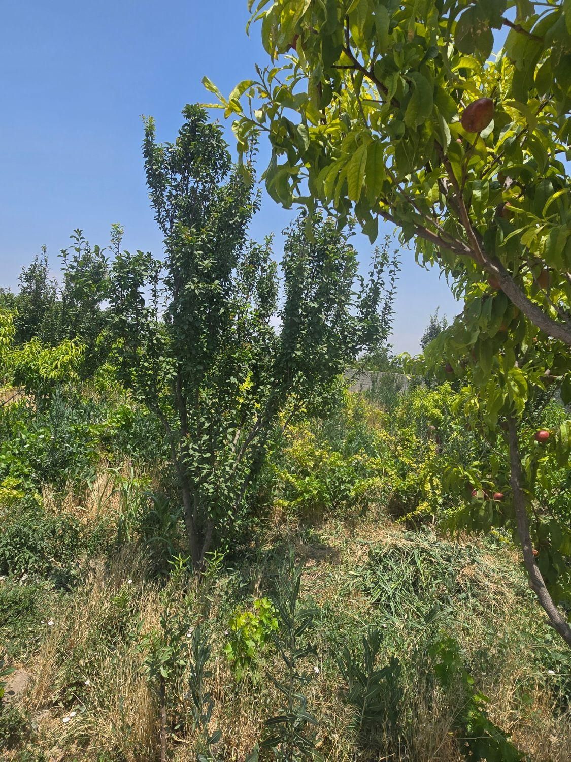 باغ و باغچه ۳۵۵ متری/سندتکبرگ/مجوزدار|فروش زمین و ملک کلنگی|شهریار, |دیوار