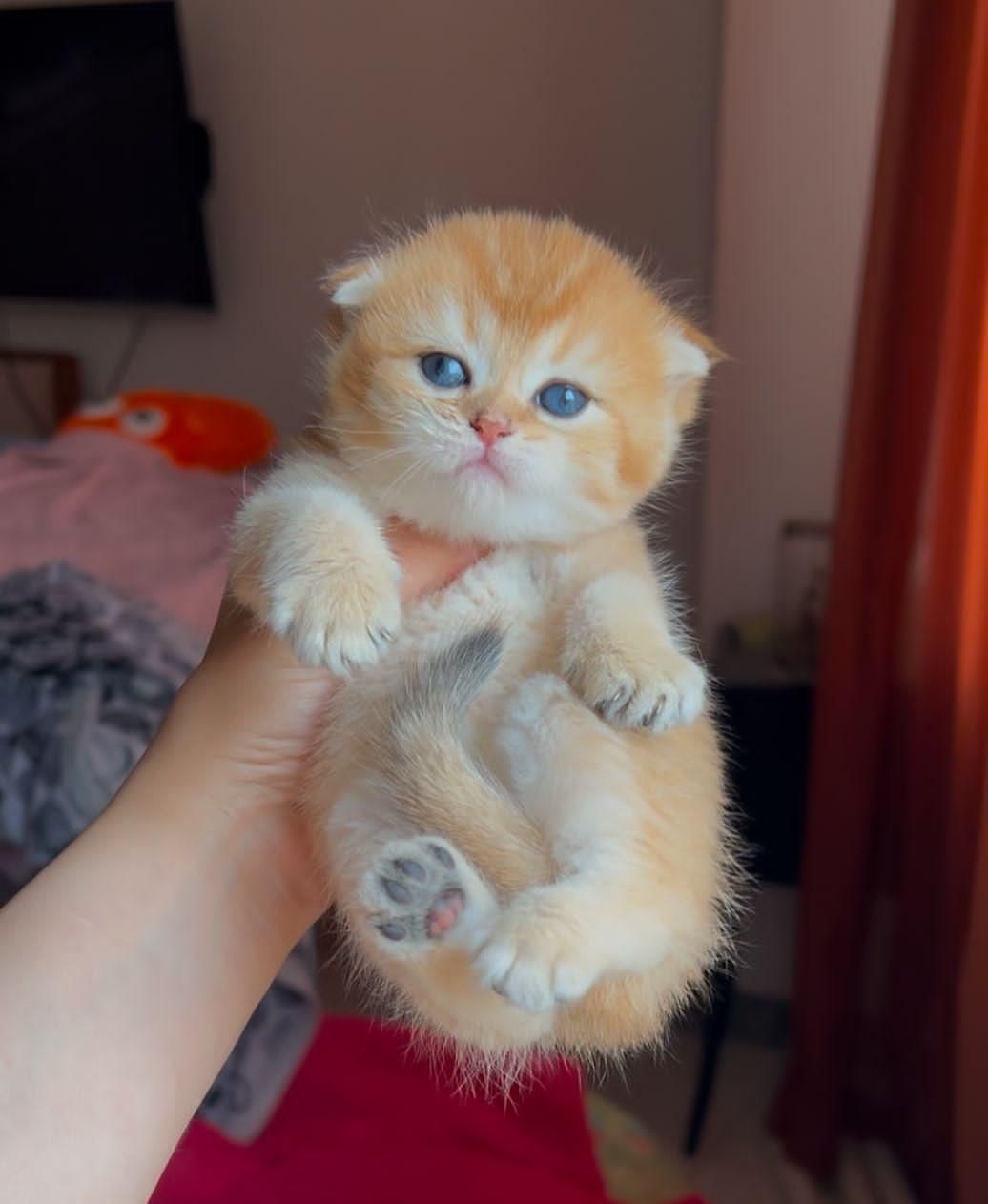 مجموعه گربههای فسقلی ( کانال میوهاپ )|گربه|خرمآباد, |دیوار