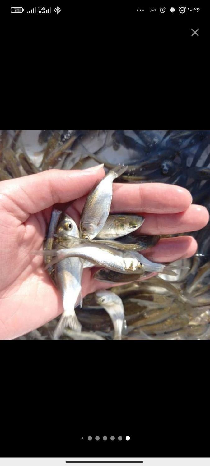 بچه ماهی کپور آمور فیتوفاگ بیگهد کوی خاویار اسپلش|ماهی|رشت, بلوار گیلان|دیوار