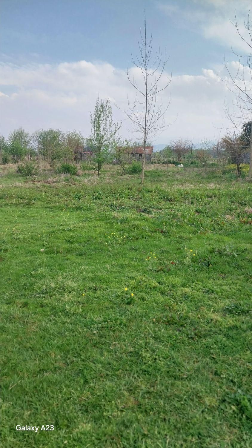 فروش زمین ۵۰۰ متری کاملن مسکونی|فروش زمین و ملک کلنگی|شاندرمن, |دیوار