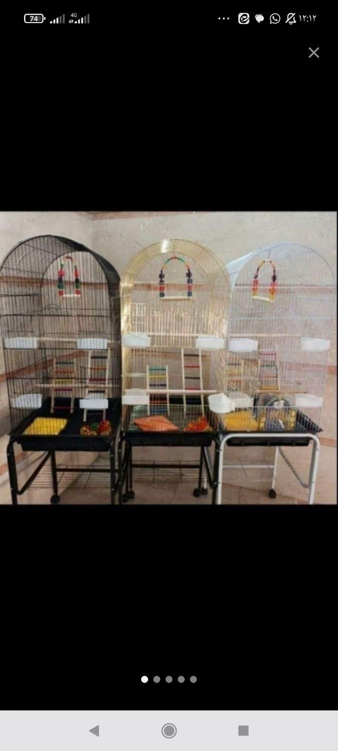 ففس میناعروس هلندی طوطی برزیلی پرنده کاسکوگرینچیک|لوازم جانبی حیوانات|تهران, جیحون|دیوار