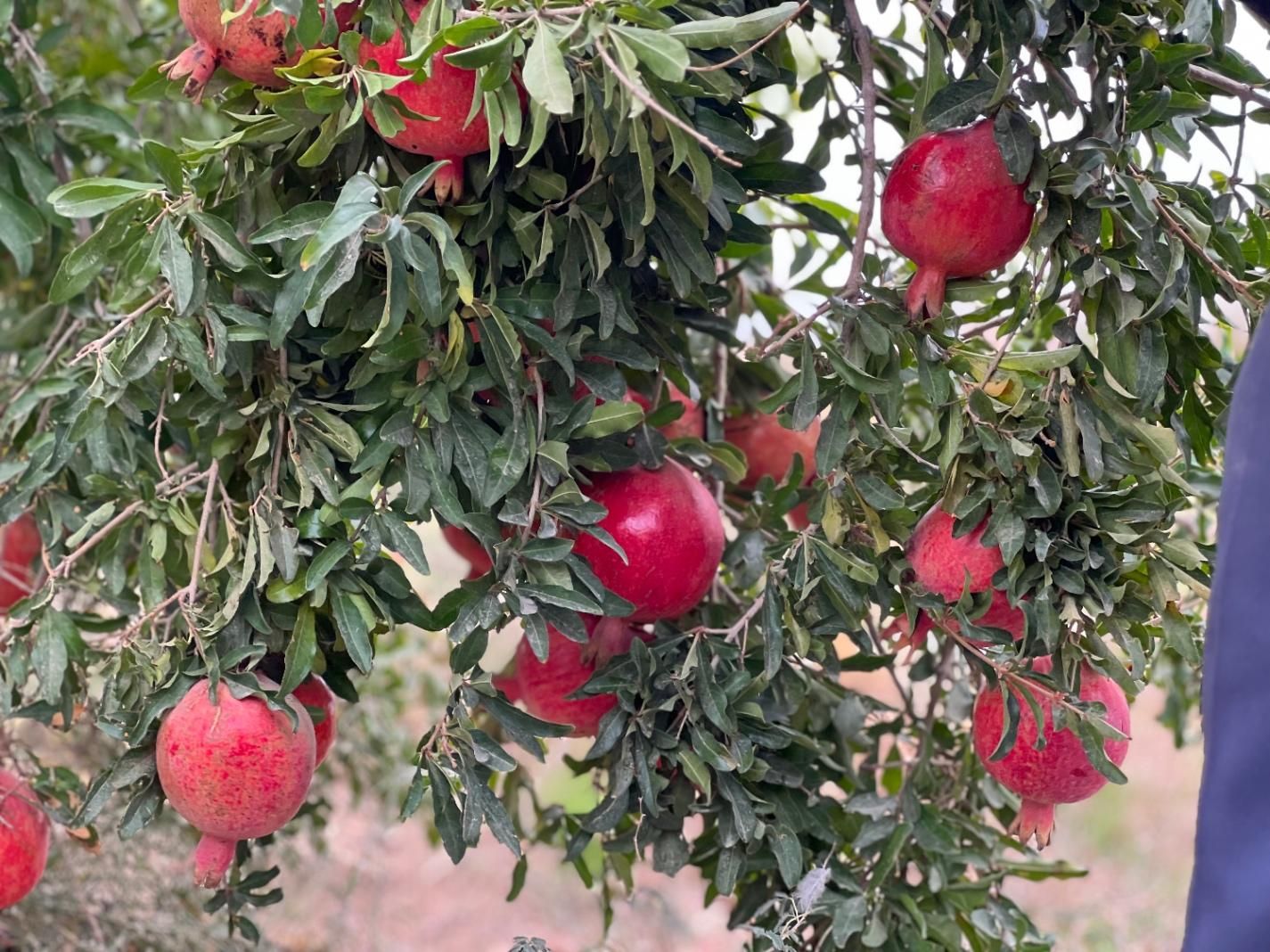 زمین کشاورزی در شهرستان ساوه روستای صیدآباد|فروش دفتر صنعتی، کشاورزی، تجاری|تهران, ونک|دیوار