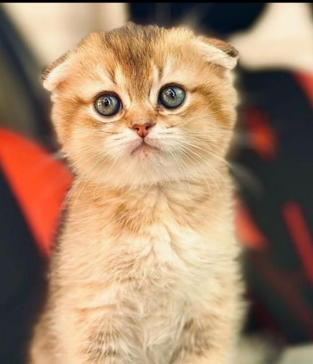 شهر گربه های اسکاتیش اشرافی|گربه|کرمانشاه, |دیوار