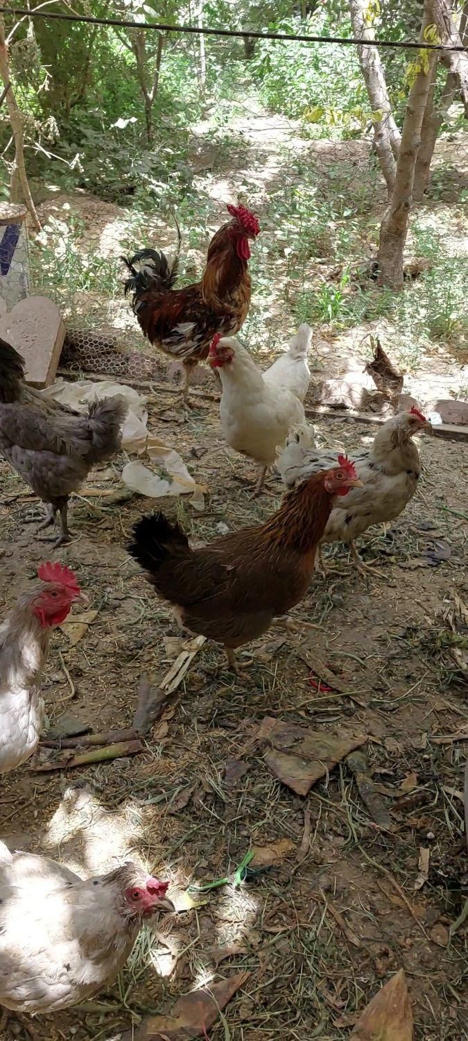 مرغ و خروس محلی|حیوانات مزرعه|هشتگرد, قاسم آباد بزرگ|دیوار