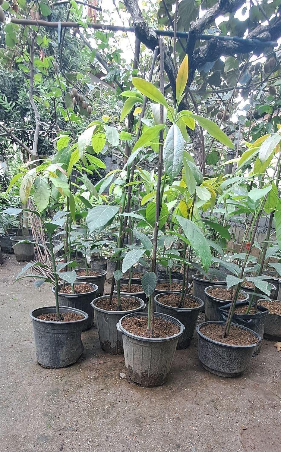 تولیدوفروش انواع نهال آووکادو پیوندی|خدمات باغبانی و درختکاری|سلمانشهر, |دیوار