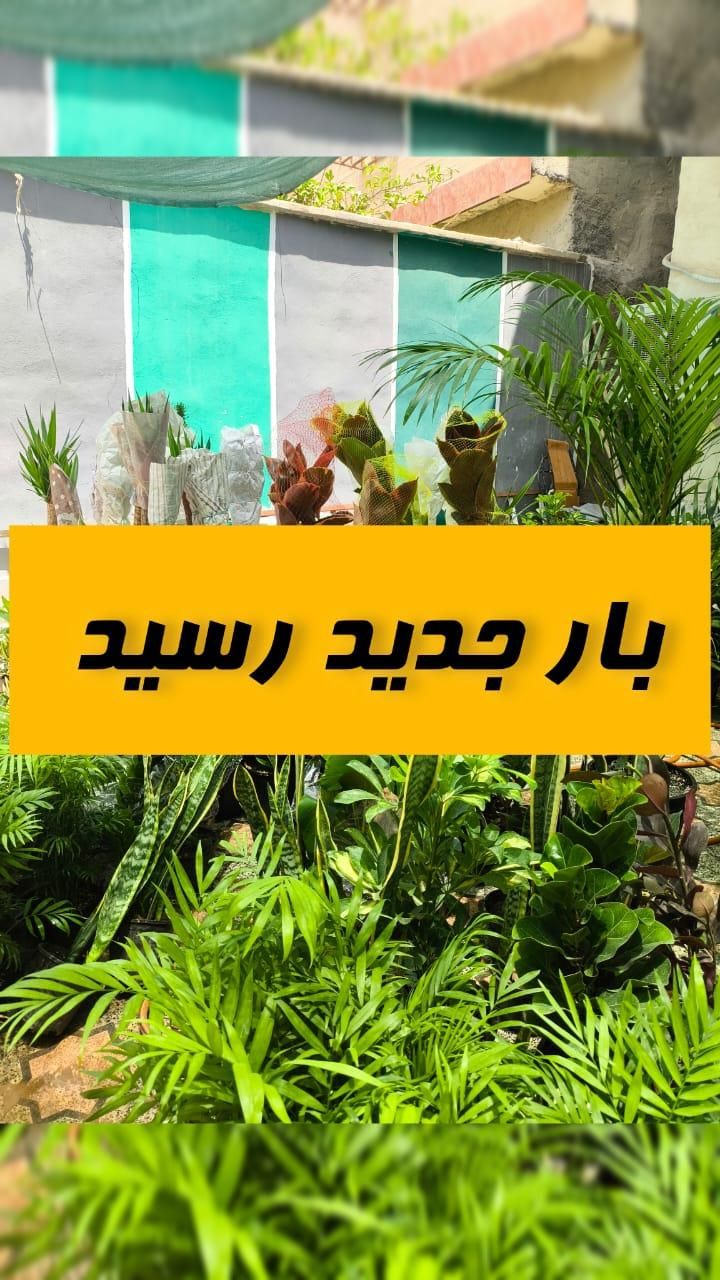 بار جدید مجدداً شارژ شد|گل و گیاه طبیعی|بندرعباس, |دیوار