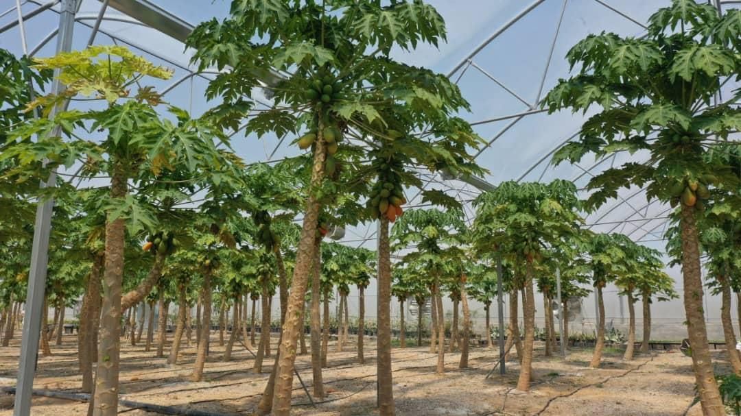 فروش گلخانه میوه های استوایی در خراسان شمالی|فروش دفتر صنعتی، کشاورزی، تجاری|آشخانه, |دیوار