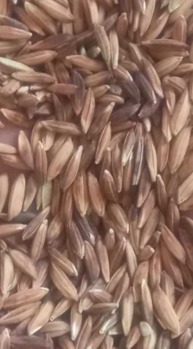 فروش شلتوک  درجه یک|خوردنی و آشامیدنی|اهواز, دغاغله|دیوار