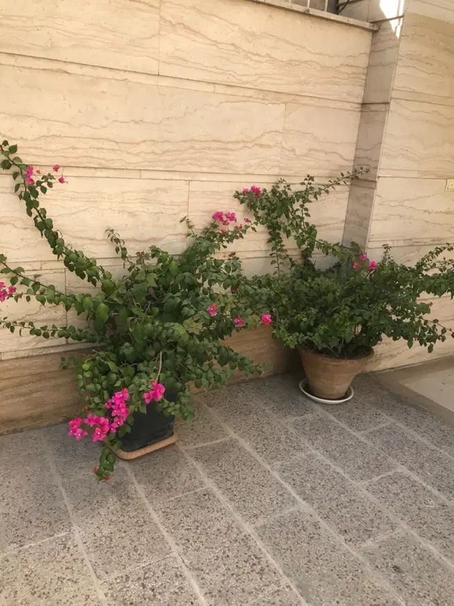 درختچه طبیعی گل ا‌پارتمانی کاغذی۱۵ ساله|گل و گیاه طبیعی|تهران, ستارخان|دیوار
