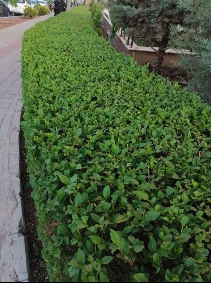 باغبانی -هرس و کار با اره برقی|خدمات باغبانی و درختکاری|کرمان, |دیوار