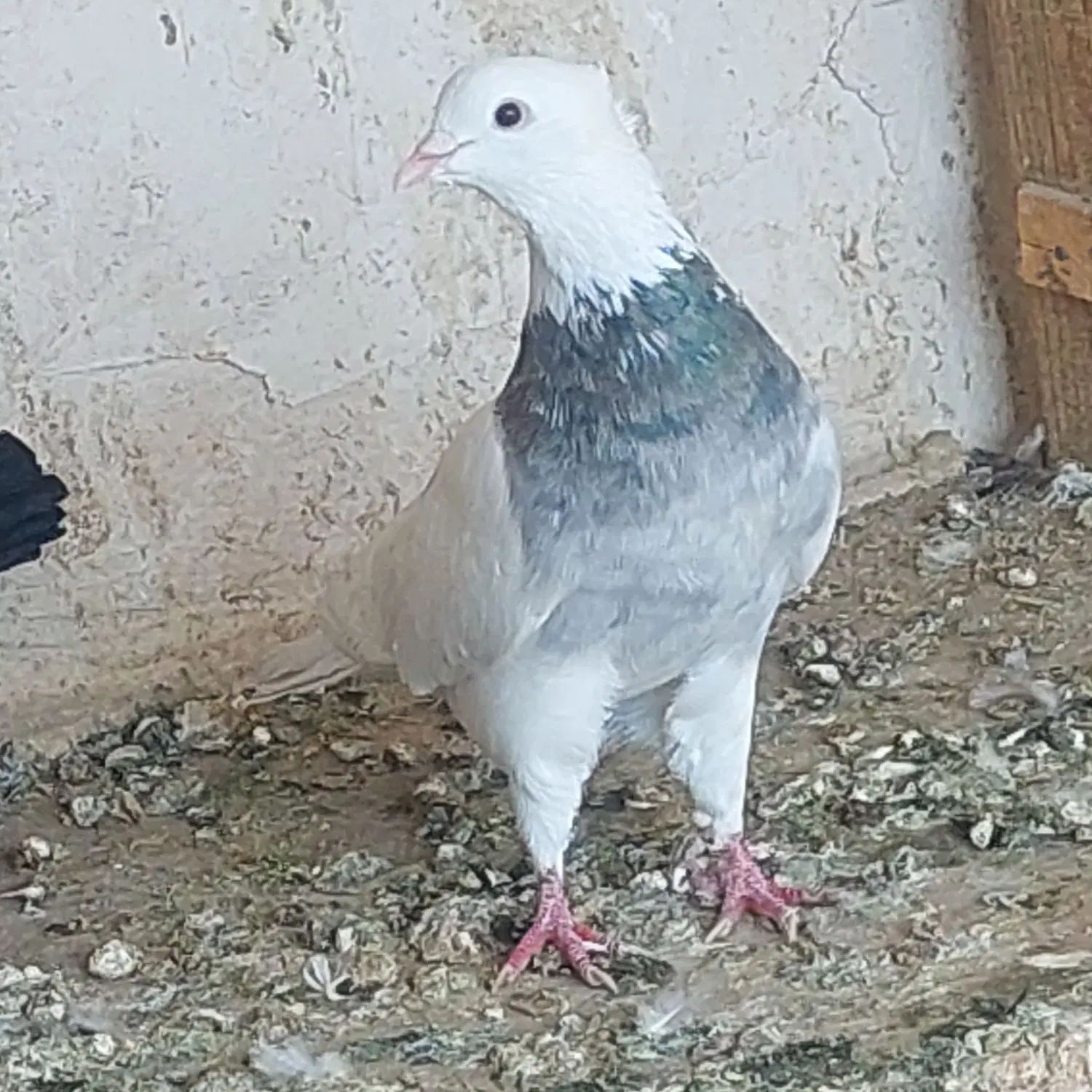 طوقی|پرنده|اصفهان, شهرستان|دیوار