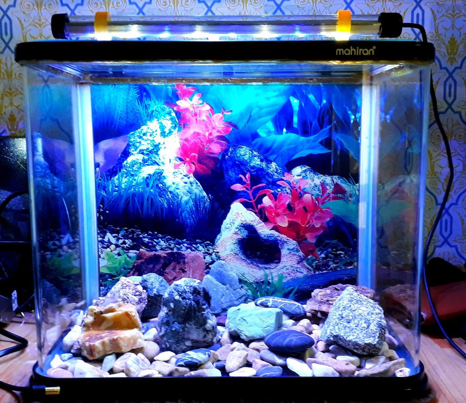 آکواریوم ماهیران شیشه خم|ماهی|الیگودرز, |دیوار