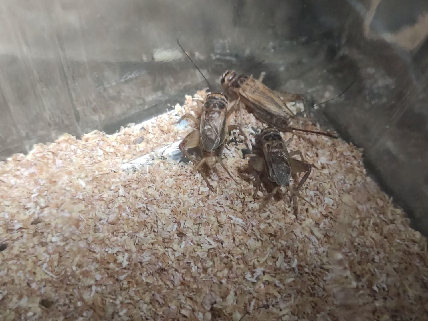 خزندگان جیرجیرک ،کرم ملیورم ،کرم سوپر میلورم|خزنده|مشهد, ملک‌آباد|دیوار