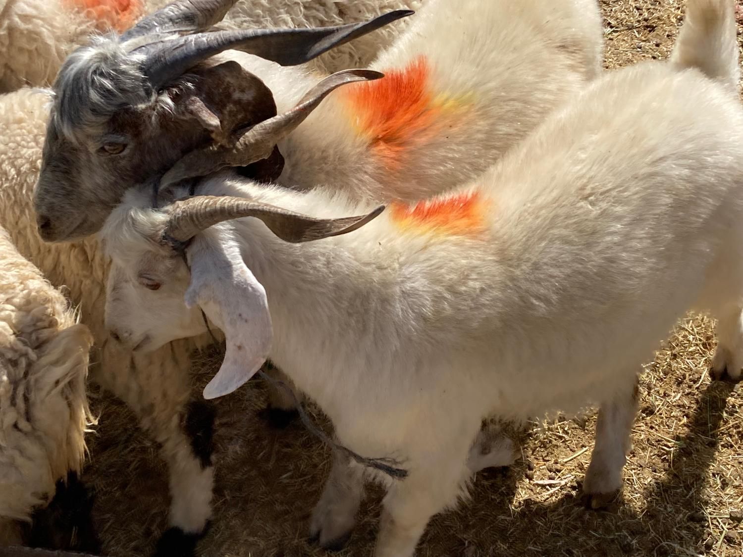 انواع گوسفند محلی چاق ( دام زنده ) + قصاب|حیوانات مزرعه|کرمان, |دیوار