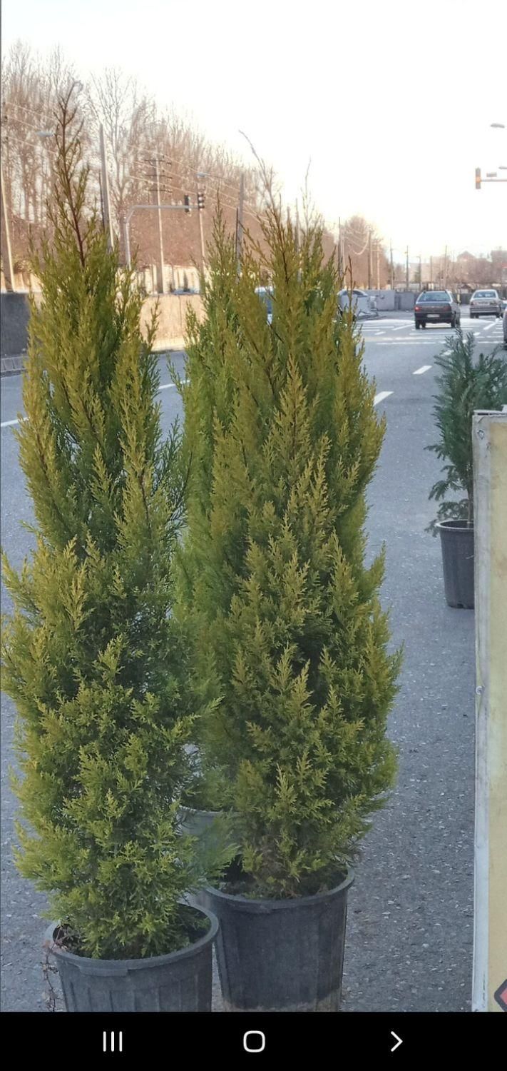 کاج لاوسون|گل و گیاه طبیعی|تهران, تهرانسر شرقی|دیوار