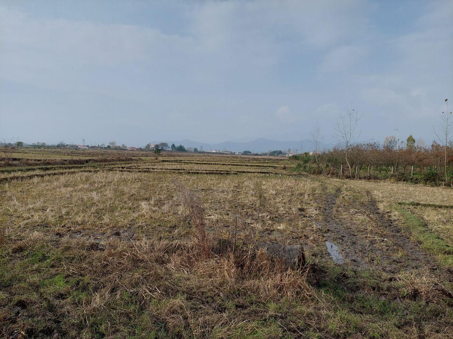 فروش زمین کشاورزی برای کاشت کیوی|فروش زمین و ملک کلنگی|تالش, جوکندان|دیوار