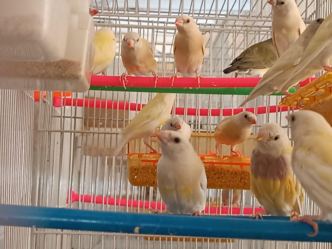 فنچ گلدین|پرنده|مشهد, شهرک صنعتی توس|دیوار