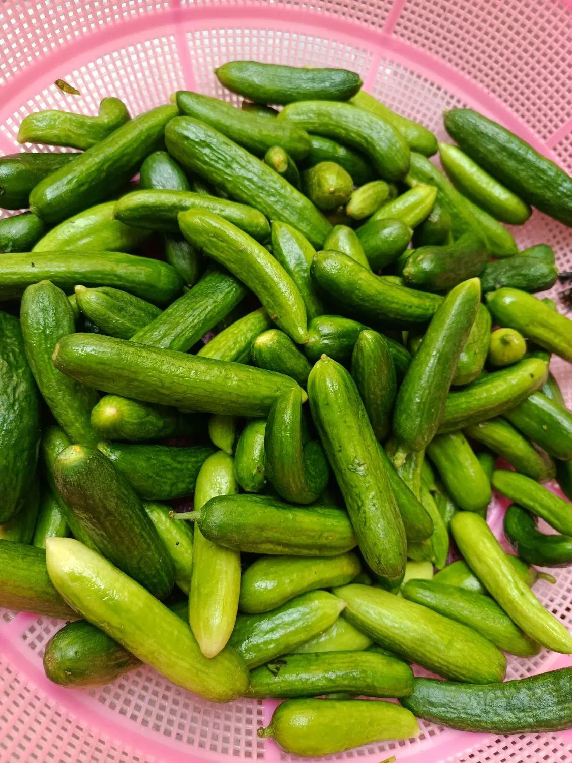 فروش و پخش عمده خیار شور محلی|خوردنی و آشامیدنی|تهران, تهران‌نو|دیوار