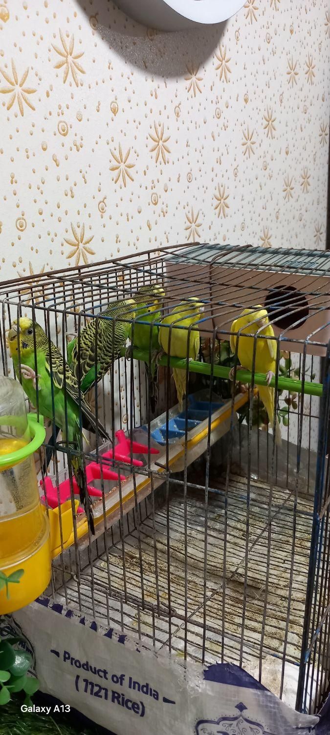 مرغ عشق|پرنده|خوانسار, |دیوار