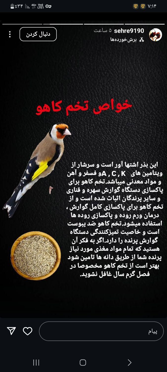 سهره منطقه دشتک نر درجه یک|پرنده|مرودشت, تخت جمشید|دیوار